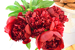 HEATHER CHRISTO BOOK LAUNCH